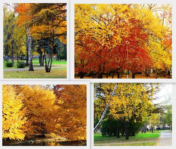 Золотая осень в парках и скверах города
