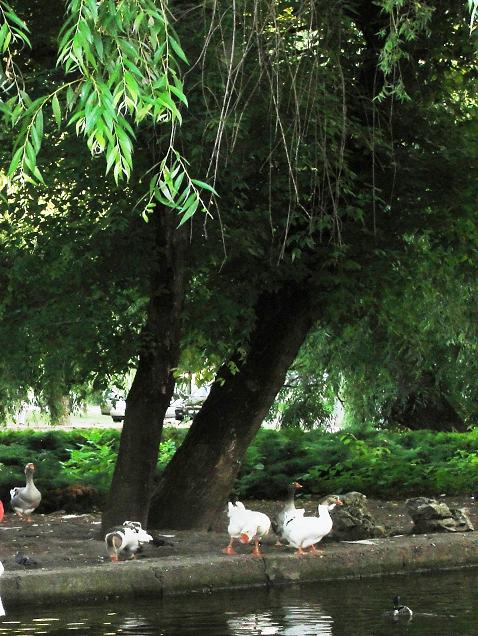 Гуси и утки в парке Краснодара